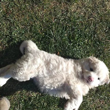 Vakantieboerderij Campagna In Compagnia