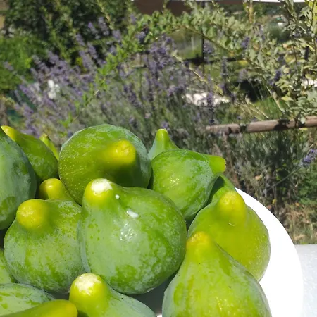 Campagna In Compagnia *