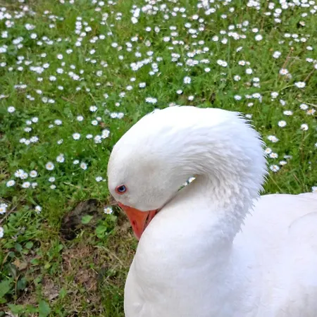 Campagna In Compagnia Vakantieboerderij *
