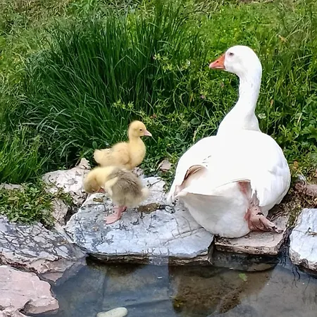Campagna In Compagnia