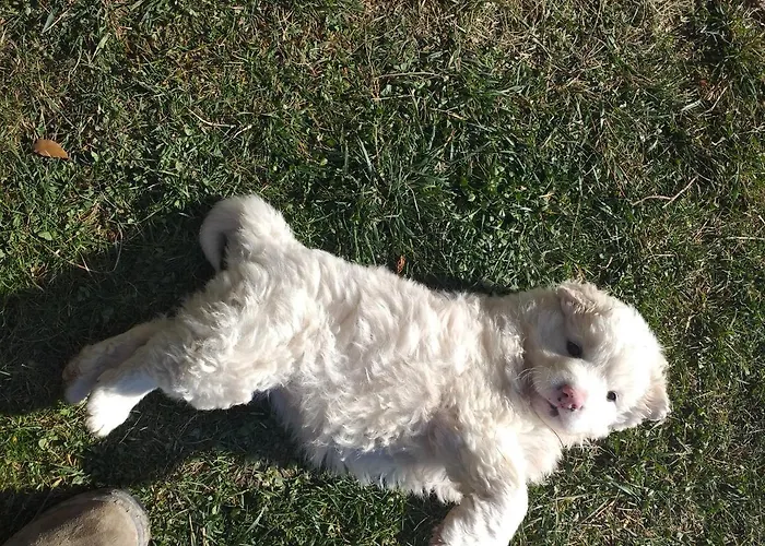 Farma Campagna In Compagnia