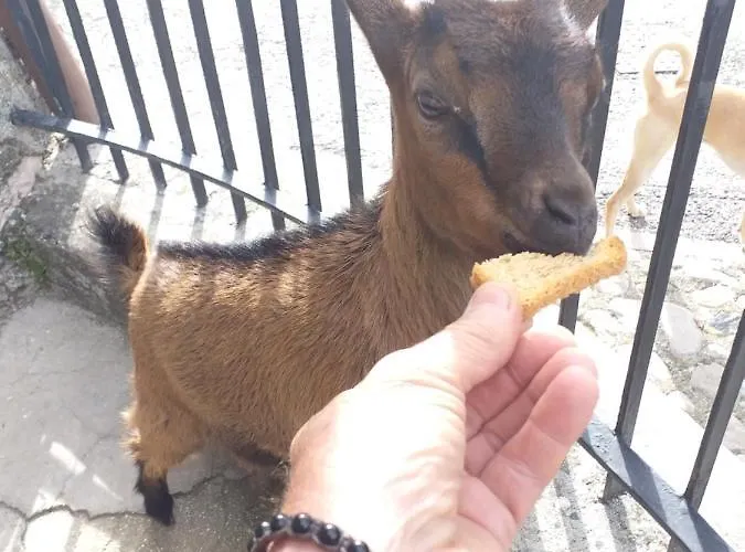 Campagna In Compagnia Farma *