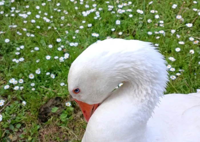Campagna In Compagnia Séjour à la ferme *