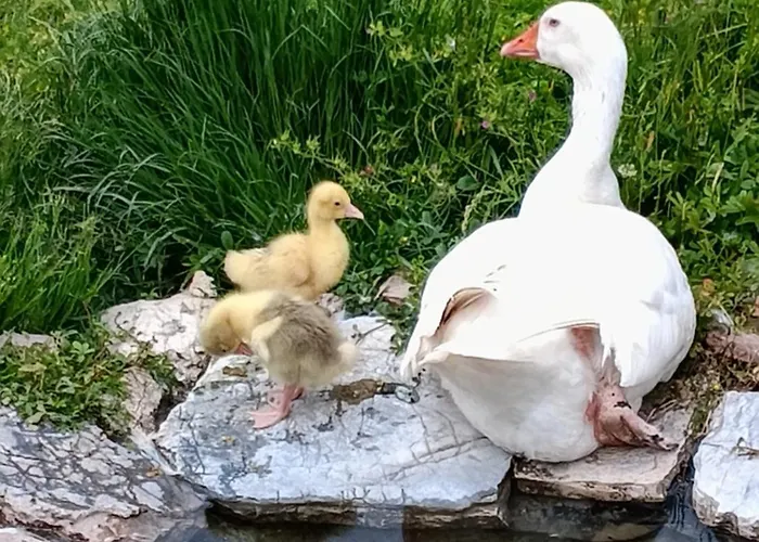 Campagna In Compagnia